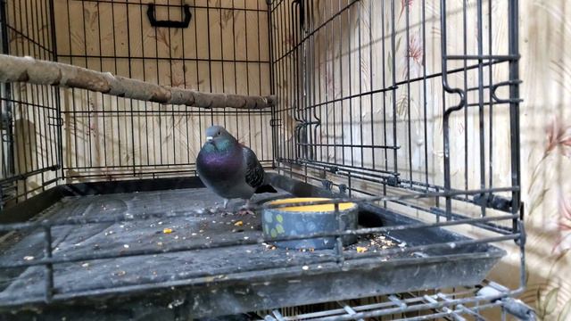 Животные новости смотреть онлайн