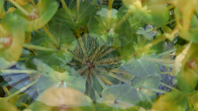 Lumina + Lyrebyrd: Medieval Music - Como poden by Alfonso X (the wise) смотреть онлайн