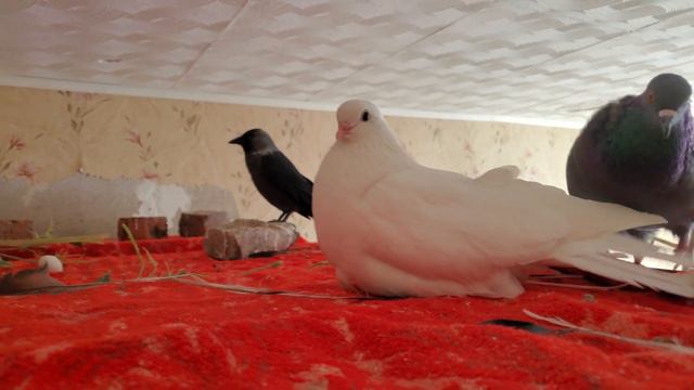 Голуби Рося и Адель строят гнездо смотреть онлайн