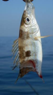 Самая хорошая снасть это отводной поводок. #рыбалка #ставрида #сочи #море #карась #скорпена