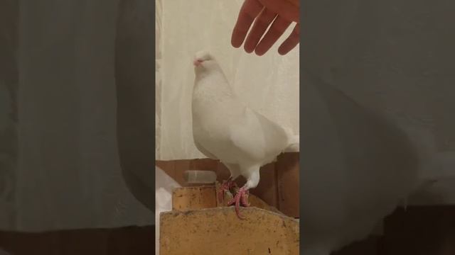 Голубь Тересий танцует #голуби #птицы #pigeon смотреть онлайн