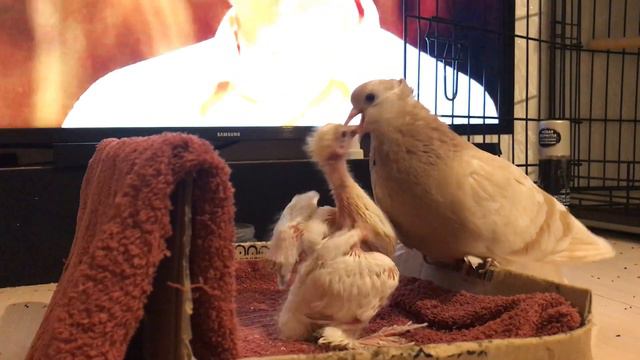 У пары голубей, которую мы пристроили, вылупился птенец смотреть онлайн