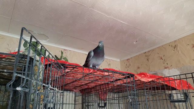 ПТИЦЫ - МЫ ЖДЁМ ПЕРЕМЕН! смотреть онлайн