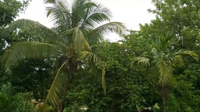 TWO DAYS OF RAIN IN JAMAICA CAUSED BY TROPICAL STORM IDA смотреть онлайн