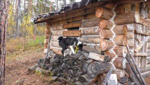 В проходной избушке. Пустил дым с кирпичей.