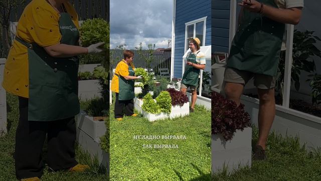 КАК ПОЛУЧИТЬ НОВЫЙ УРОЖАЙ С ОДНОГО И ТОГО ЖЕ РАСТЕНИЯ САЛАТА смотреть онлайн