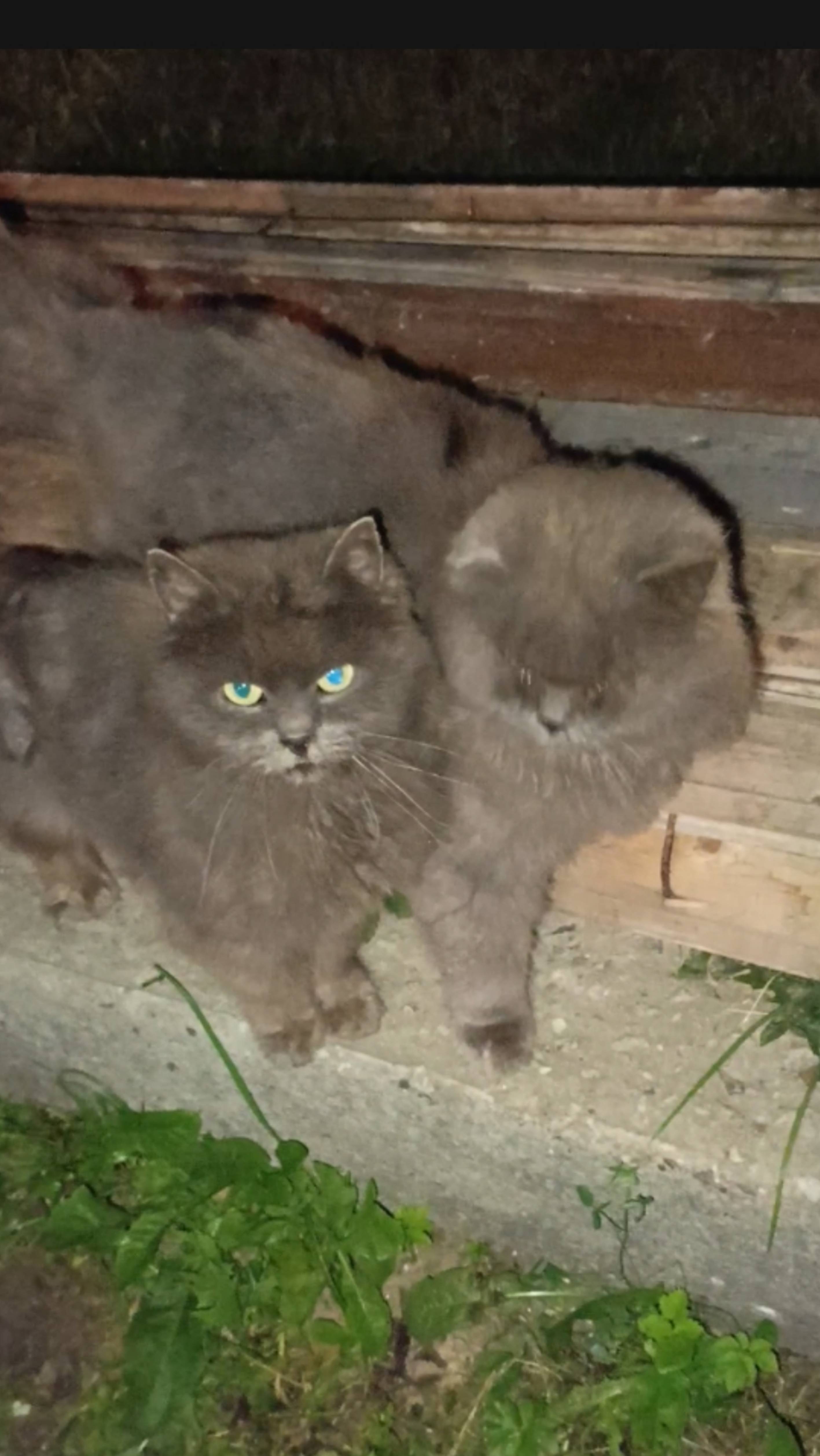 Коты ночные разбойники. смотреть онлайн