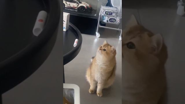 Обманутый кот смотреть онлайн