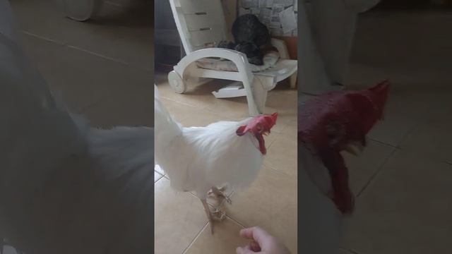 Петушок Петя и котики #петушок #котики смотреть онлайн