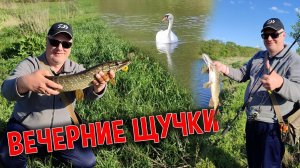 Вечерние щучки