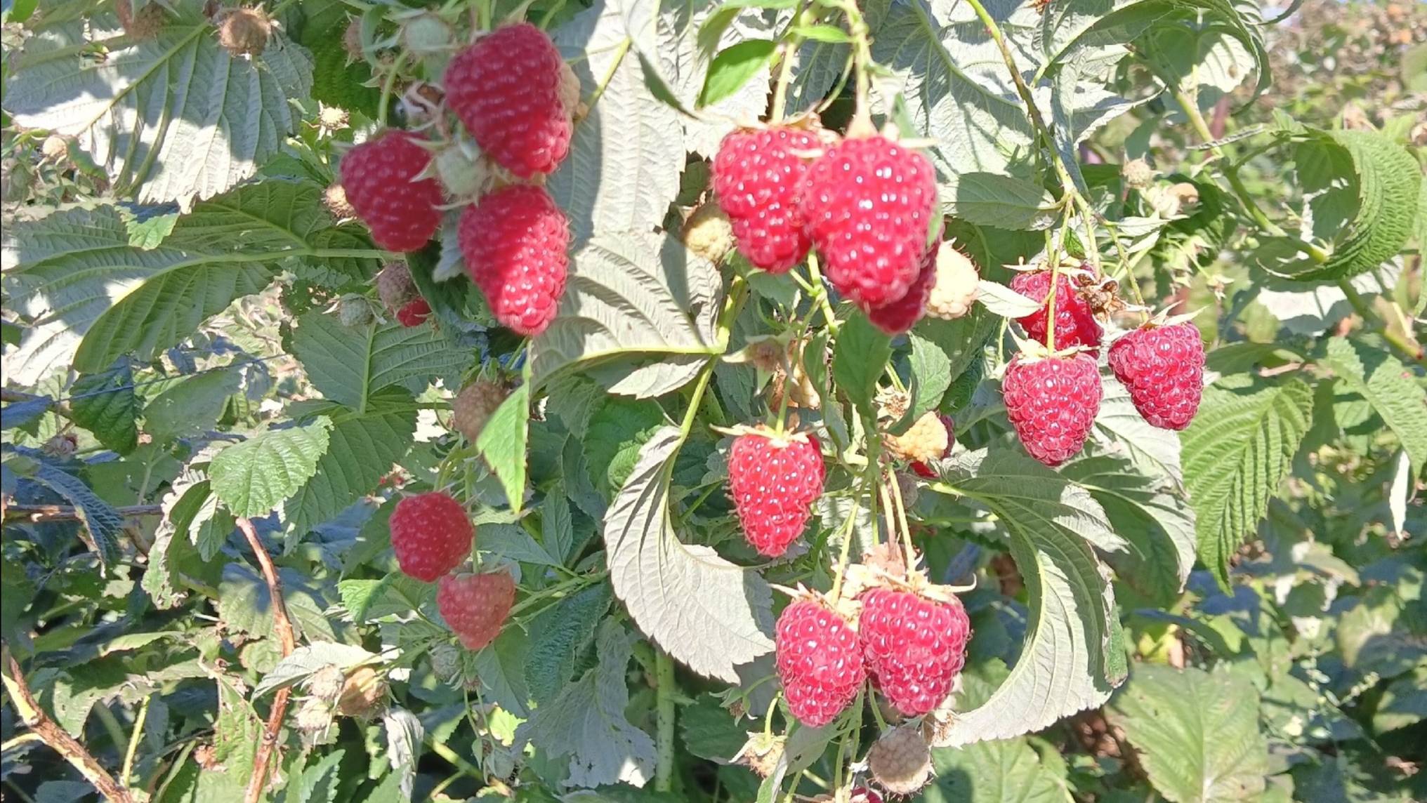 малина Зюгана