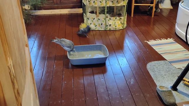 Анастасия. День из жизни вяхиря Атиши смотреть онлайн