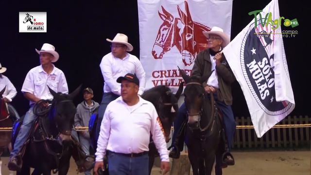 Homenaje a Jumbo: Mular Estrella de Colombia - Parte I - TvAgro por Juan Gonzalo Angel смотреть онлайн
