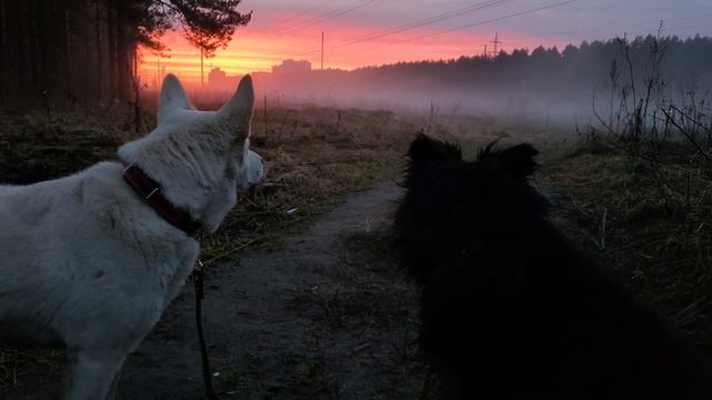 Лесные беседы. Цените каждый прожитый миг смотреть онлайн