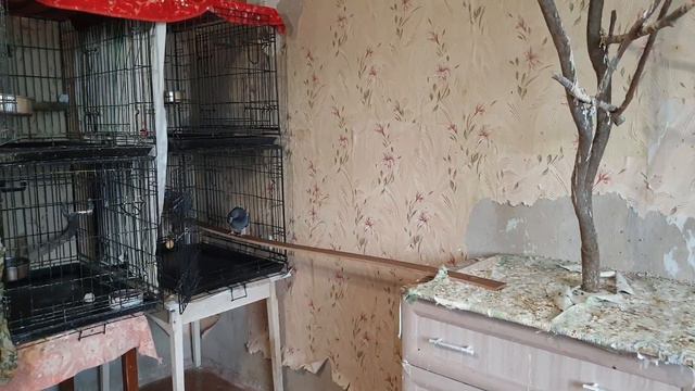 Новые удобства для нелётных Бориса и Буси смотреть онлайн