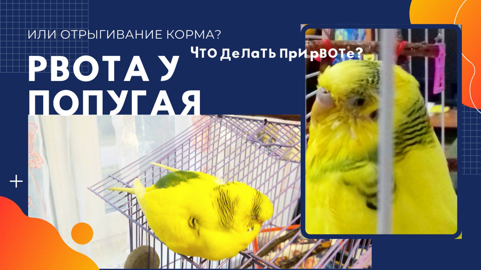 ЧТО ДЕЛАТЬ ПРИ РВОТЕ У ВОЛНИСТОГО ПОПУГАЯ?! РВОТА ИЛИ ОТРЫГИВАНИЕ У ПОПУГАЯ, КАК ОТЛИЧИТЬ? смотреть онлайн