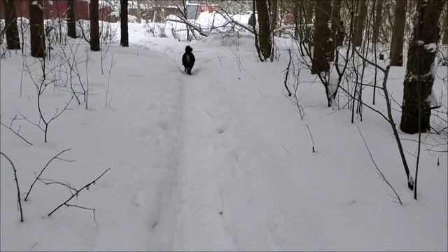 Я не морж, но ледяную воду люблю! смотреть онлайн