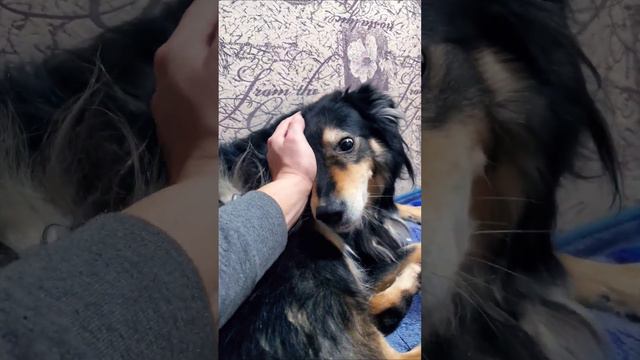 Когда собака и кот - Лучшие друзья #собака #кот #dog #cat #friendship смотреть онлайн