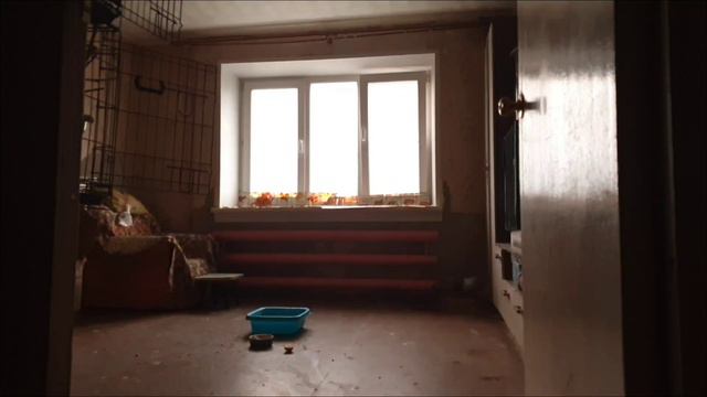 Птицы с 5 утра до 12 дня смотреть онлайн