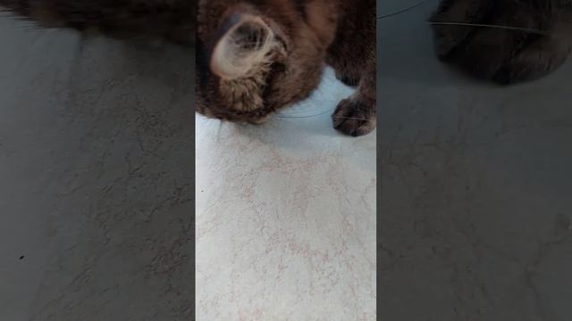 Петушок Петя и сметана #птицы #животные #birds смотреть онлайн