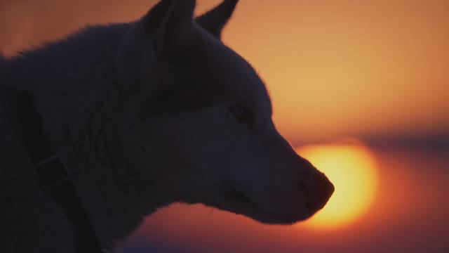 ЗА ПРЕДЕЛАМИ. СНЕЖНЫЕ ПСЫ смотреть онлайн