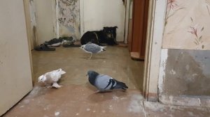 Собака Марта выгуливает птиц. Самая добрая собака