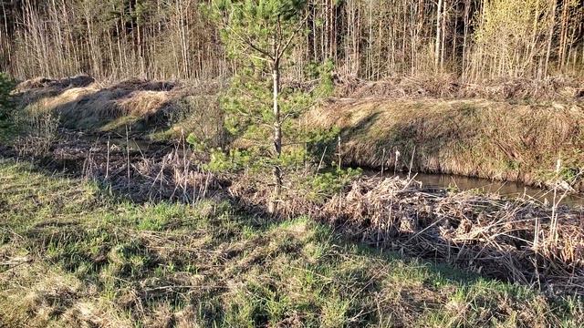 ЛЕСНЫЕ БЕСЕДЫ. Утро и живой лес смотреть онлайн
