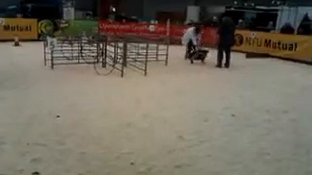 Builth wells 2012 Floella olympic Agility practice.mp4 смотреть онлайн