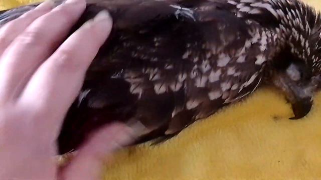 Коршуну Сабины очень плохо. Записались на прием к врачу смотреть онлайн