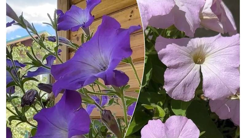 Петунии. Цветник в строительном ведре.  Первый опыт