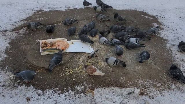 Кормление замёрзших птиц в морозы смотреть онлайн