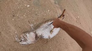 ВЫЖИВАНИЕ НА ОСТРОВЕ БЕЗ ЕДЫ И ВОДЫ. 24 ЧАСА ВЫЖИВАНИЕ В ЛЕСУ. [СБОРНИК 2-го СЕЗОНА]