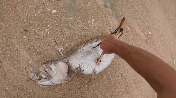 ВЫЖИВАНИЕ НА ОСТРОВЕ БЕЗ ЕДЫ И ВОДЫ. 24 ЧАСА ВЫЖИВАНИЕ В ЛЕСУ. [СБОРНИК 2-го СЕЗОНА]