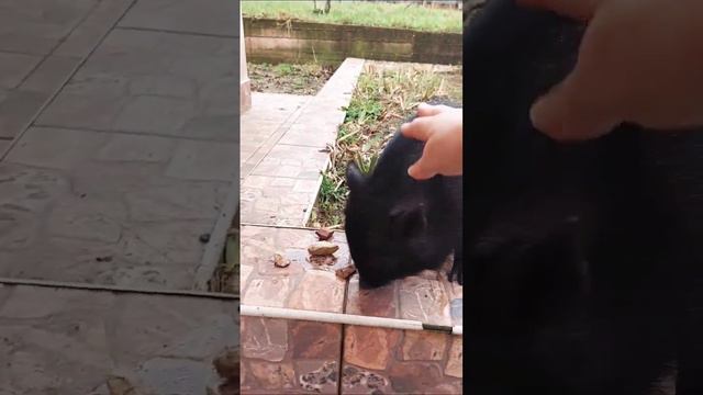 Хрюн в гостях у Пети #хрюша #свинка #минипиг #pig смотреть онлайн