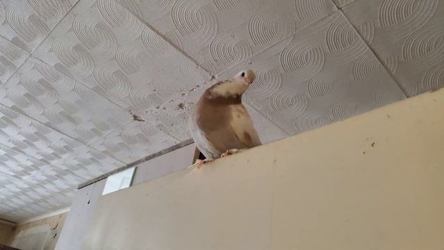 Купил очень яркие лампочки в комнату для животных смотреть онлайн