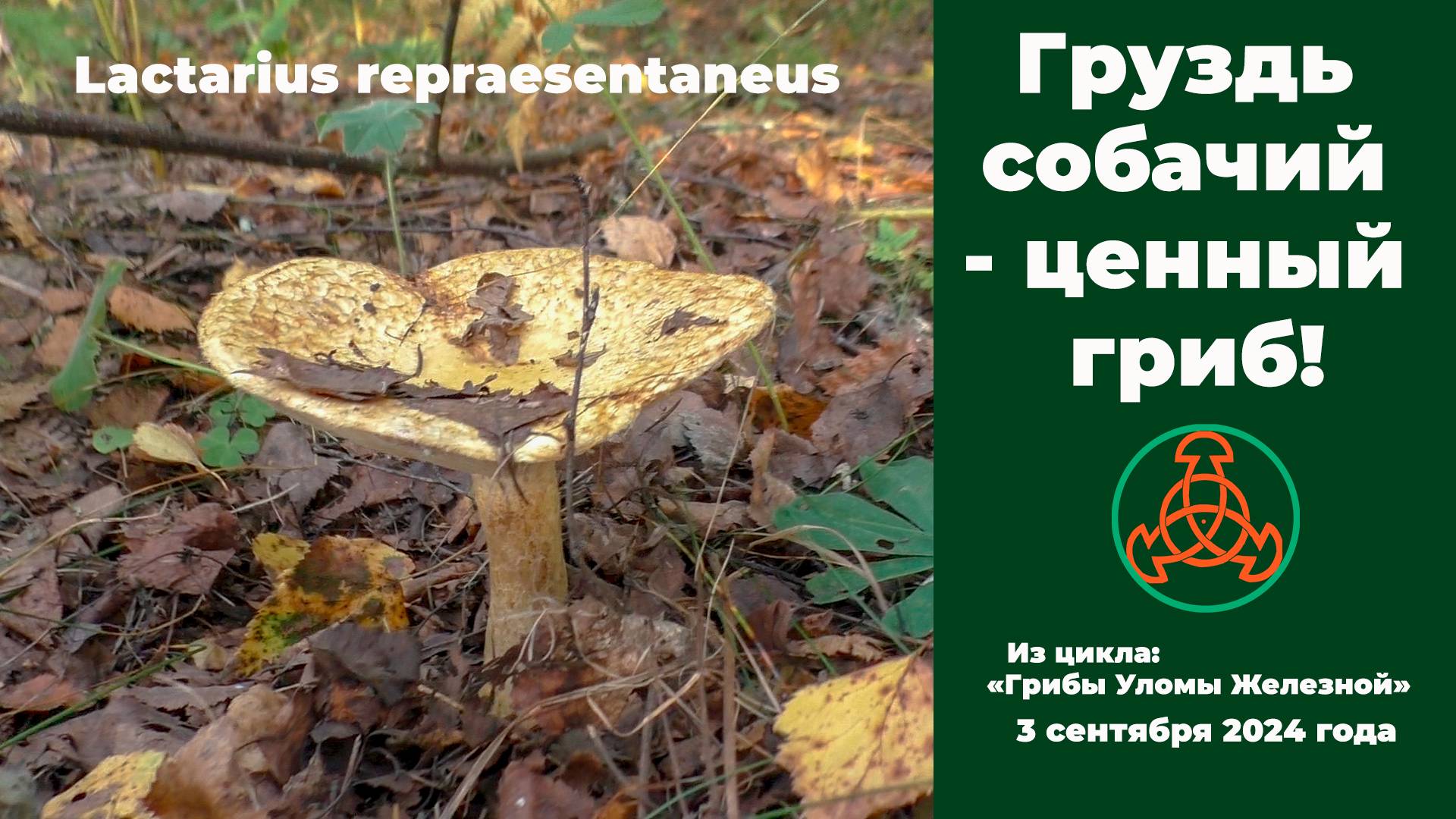 Груздь собачий - ценный гриб! Lactarius repraesentaneus. 3 сентября 2024 года. смотреть онлайн