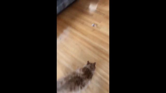 cat takes a tumble (Half-Life SFX) смотреть онлайн