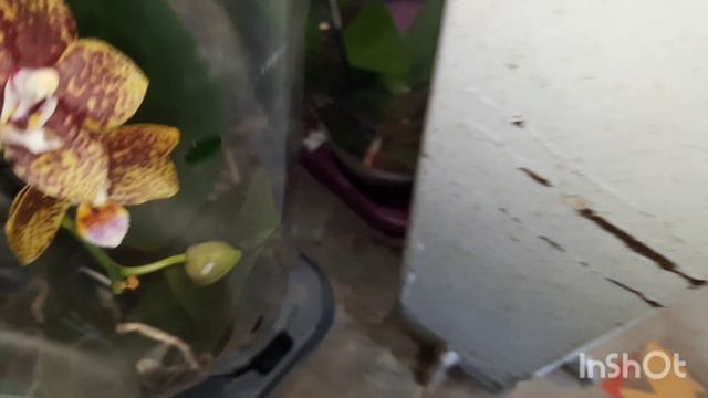 НОВЫЕ ЦВЕТЫ В "ОРХИДЕЕ" смотреть онлайн