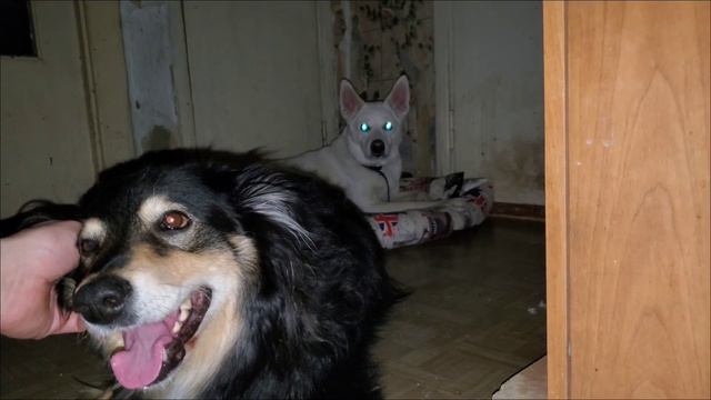 К НАМ ПРИЕХАЛ ПЁС БАСЯ! СОБАКИ НЕ ВИДЕЛИСЬ 6 ЛЕТ! смотреть онлайн