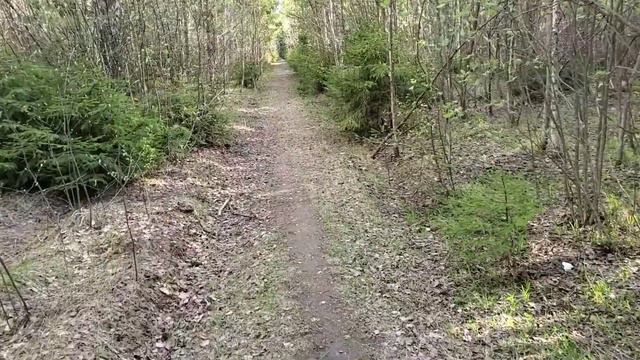 ЛЕСНЫЕ БЕСЕДЫ. Долгожданный отпуск смотреть онлайн