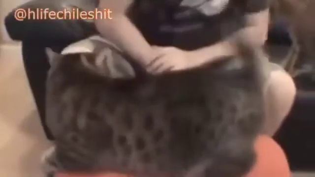 Tia cat bongo with halflife 2 sounds смотреть онлайн