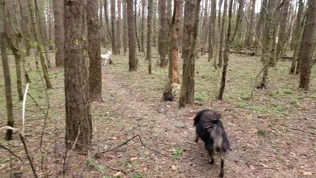 ЛЕСНЫЕ БЕСЕДЫ. Кто рано ложится, тот рано встаёт, тот весел и бодр на прогулку идёт смотреть онлайн
