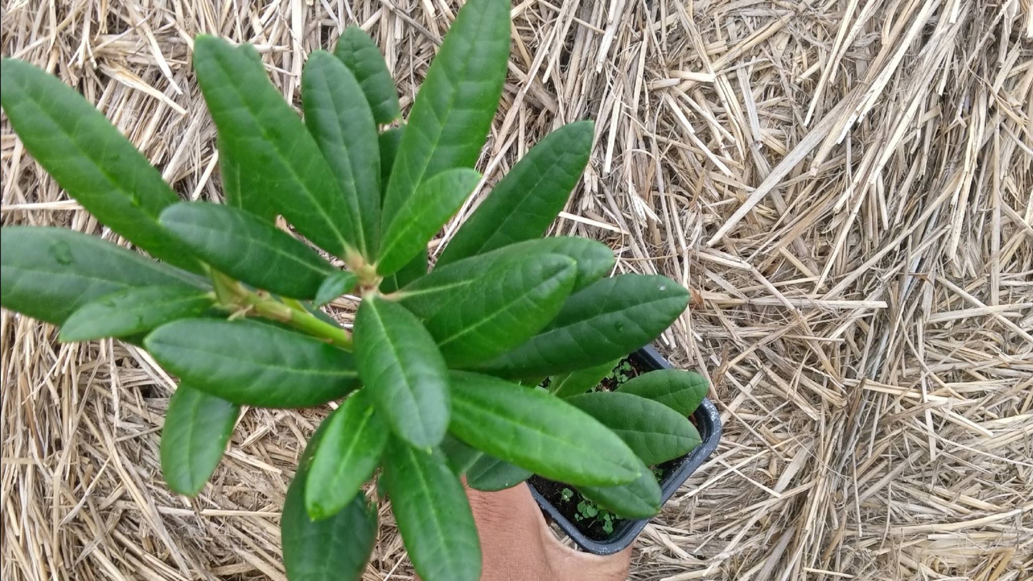 Рододендрон наличие на 17.5.24