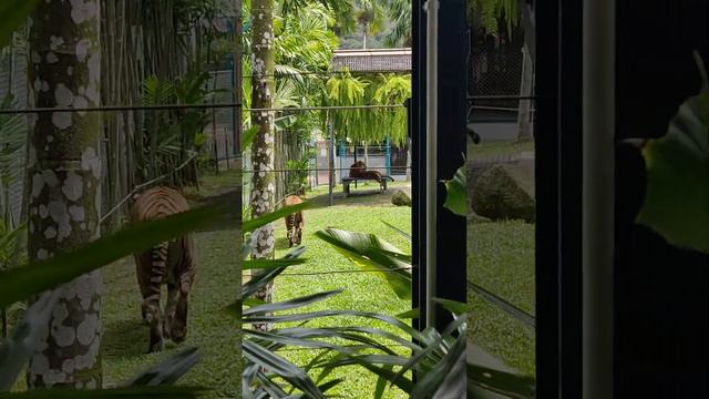 Тигр близко и бесплатно. Тайгер парк Пхукет. Таиланд за 50 тысяч рублей с перелетом. @tutsi-dieti смотреть онлайн