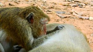 Sweet Monkey Grooming And Finding Lice To Eat
