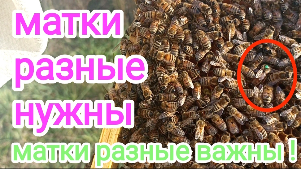 Запасные и Племенные Матки на пасеке! Подготовка к зимовке! Пчеловодство! смотреть онлайн