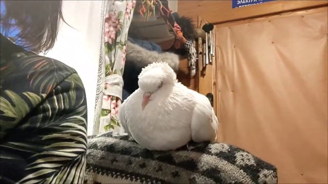 Анастасия. Зимовье Птичьего дома смотреть онлайн