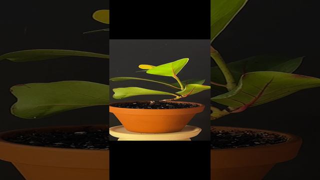 Кокколоба ягодоносная / Coccoloba uvifera