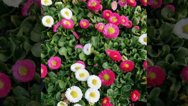 Маргаритки © Copyright: Бронислав Сычёв, 2021 Свидетельство о публикации №121060804585 смотреть онлайн