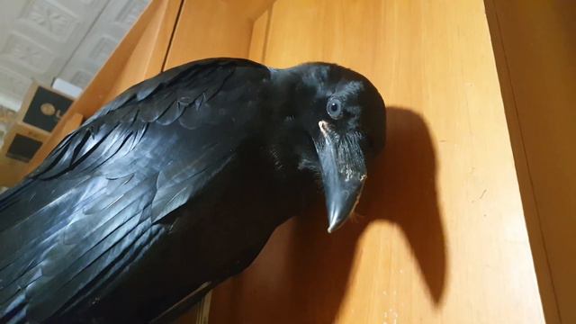 ВОРОН СЁМА. Кадры, которых вы не видели смотреть онлайн